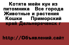 Котята мейн-кун из питомника - Все города Животные и растения » Кошки   . Приморский край,Дальнереченск г.